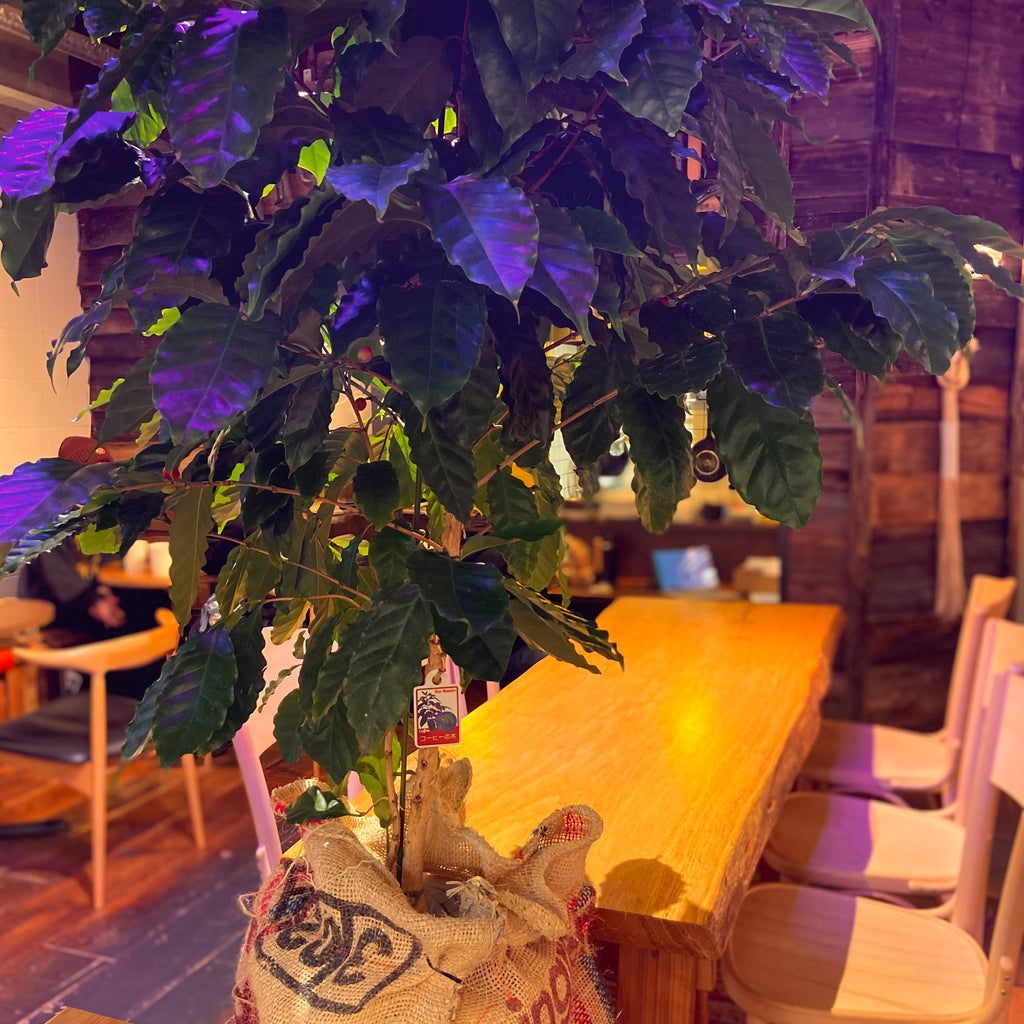【hugcoffee 13th Anniversary】大きなコーヒーの木が両替町店に！