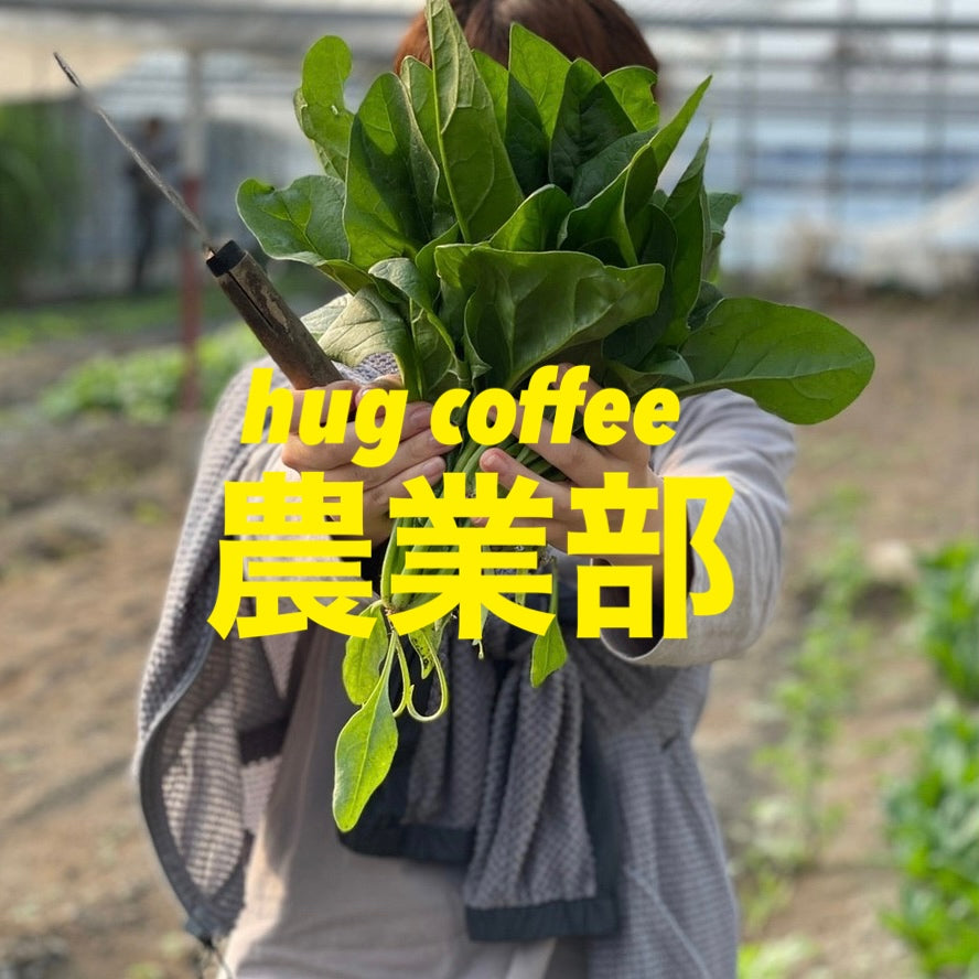 【hug coffee農業部】ほうれん草の収穫