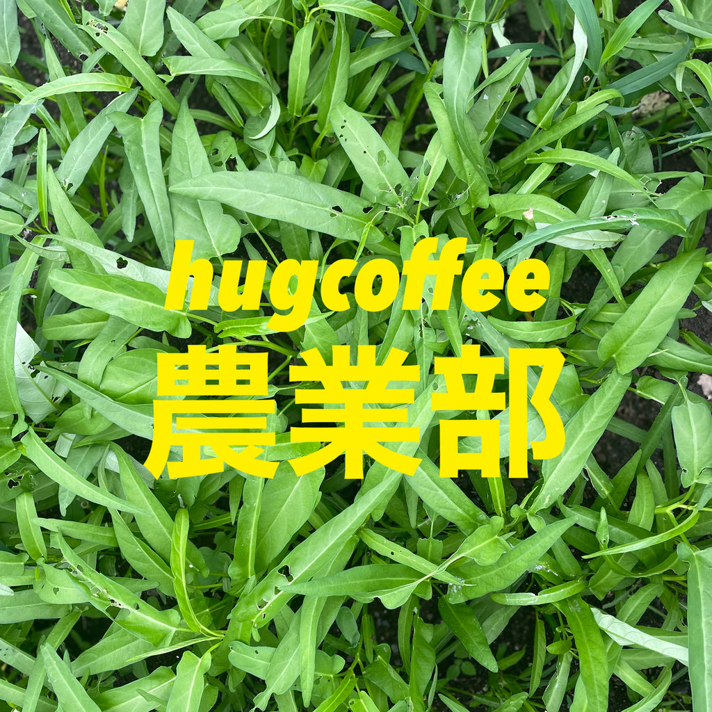 【hugcoffee農業部】空芯菜の収穫と定植