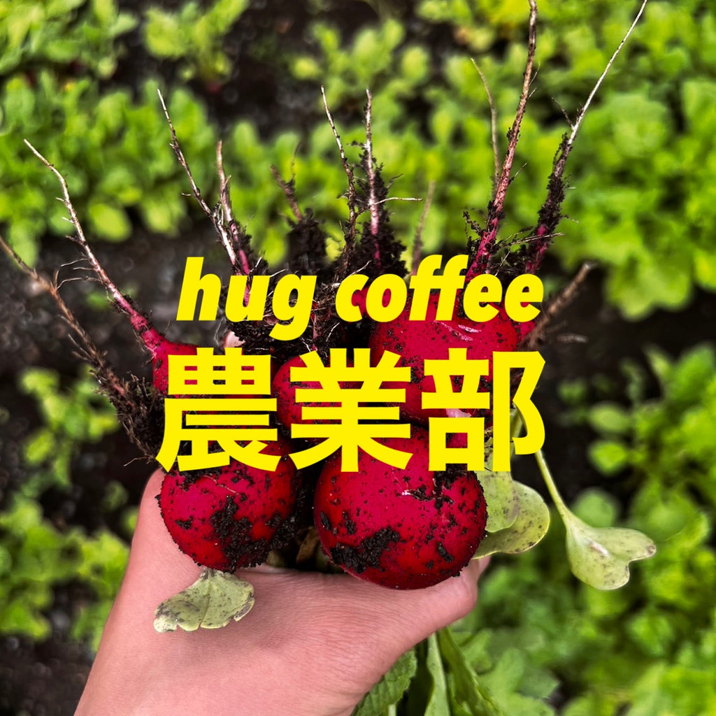 【hugcoffee農業部】ラディッシュを収穫しました