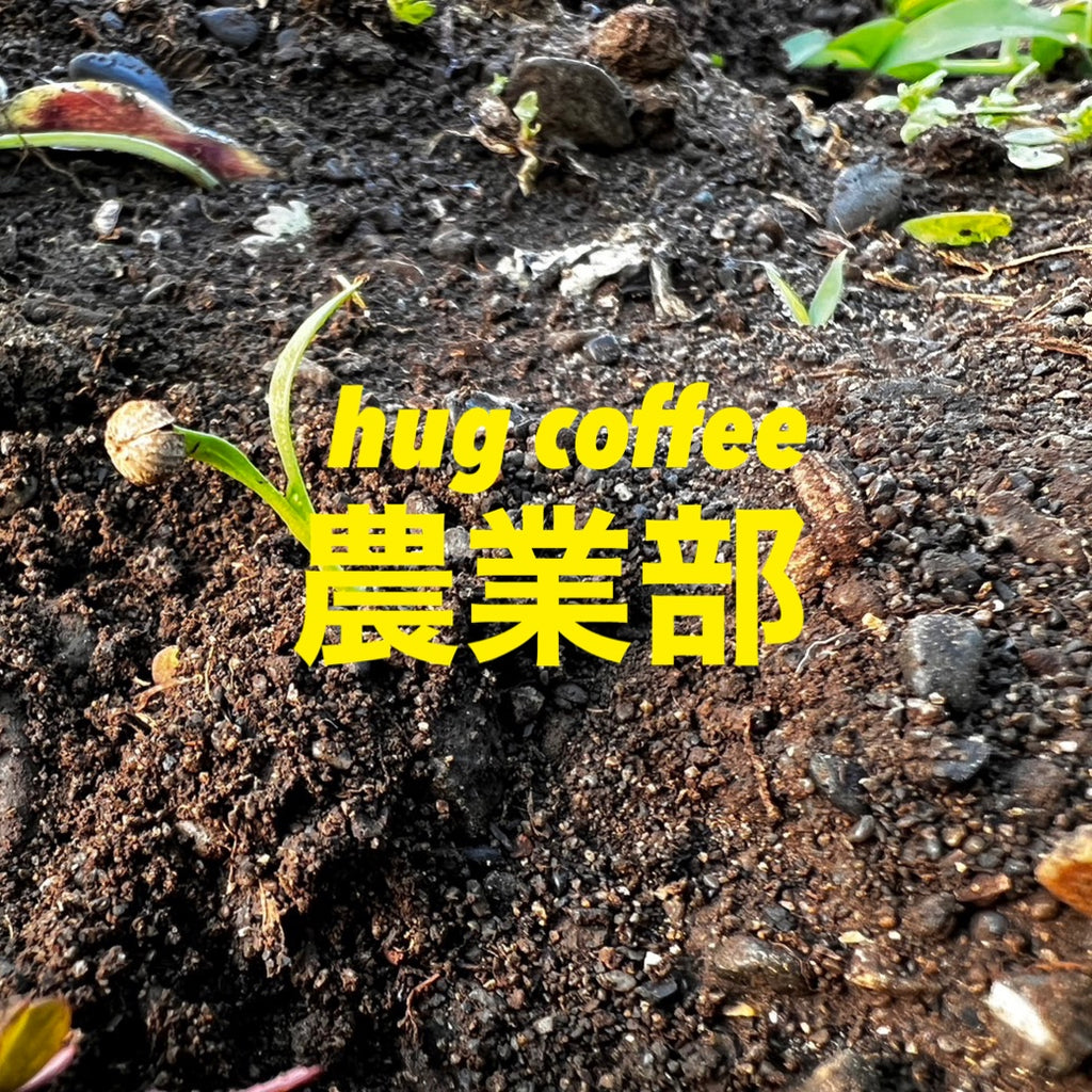 【hug coffee農業部】ほうれん草の種まき