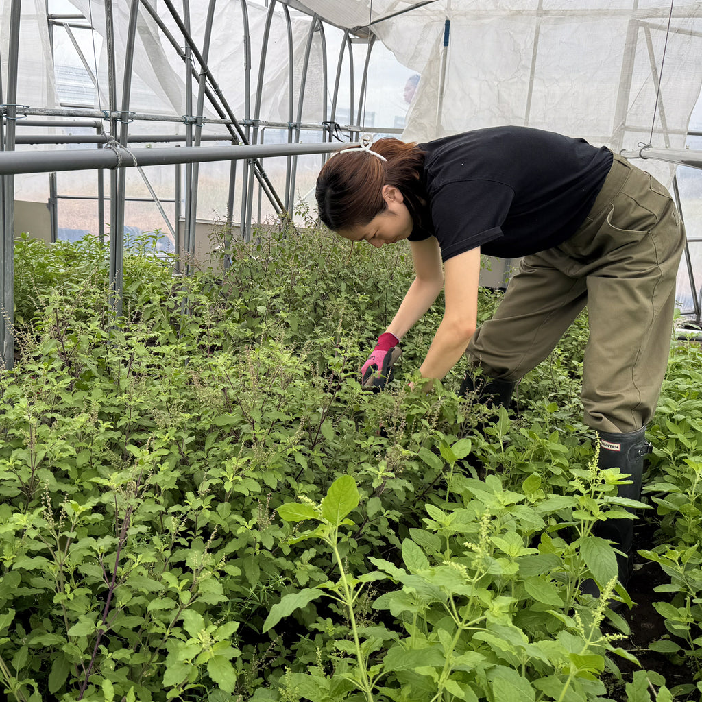 hugcoffee農業部再開！山口農園での収穫と初挑戦🚜🌿